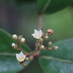 Psorospermum febrifugum Blüte