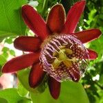 Passiflora alataFlor