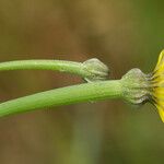 Arnoseris minima Λουλούδι