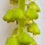Ambrosia artemisiifolia 花