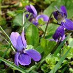 Viola odorata Flower