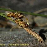 Carex umbrosa Λουλούδι