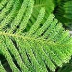 Araucaria nemorosa Hoja