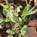 Sonchus oleraceus Fulla