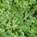 Mantisalca salmantica Hoja