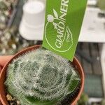 Crassula barbata Hoja
