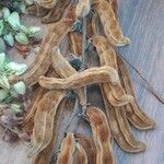 Mucuna pruriens Gyümölcs