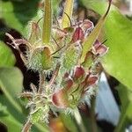 Geranium renardii Fruit