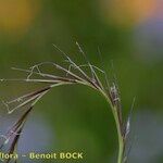 Nardus stricta Плод