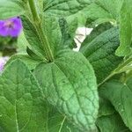 Salvia patens Ліст