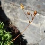 Saxifraga moschata Blodyn