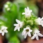 Crassula barklyi 花