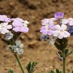 Verbena gooddingii Elinympäristö