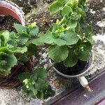 Kalanchoe blossfeldianaFeuille