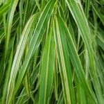 Hakonechloa macra Frunză