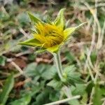 Geum pyrenaicum Blatt