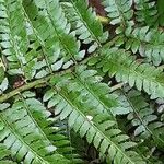 Polystichum aculeatum Likasa