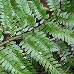 Polystichum aculeatum Blad