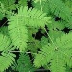 Mimosa pudicaBlad