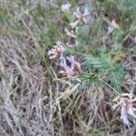 Astragalus arenarius