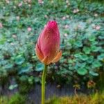 Nelumbo nuciferaLorea