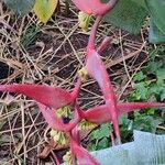 Heliconia collinsiana Fleur