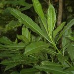 Pisonia brunoniana Leaf