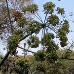 Angelica atropurpurea Φρούτο