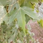 Platanus orientalis Листок