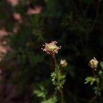 Sanguisorba verrucosa Žiedas