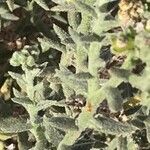 Heliotropium bacciferum Hoja