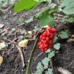 Arum cylindraceum Fruto