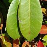 Photinia fraseri Blad