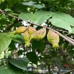 Chimonanthus praecox Fruit