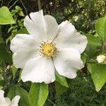 Rosa laevigata Λουλούδι