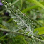 Achillea tomentosa पत्ता