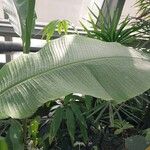 Musa velutina Folha