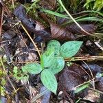 Trillium sessile Levél