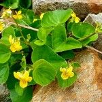 Viola biflora Habitus