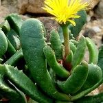 Carruanthus ringens Flor
