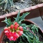 Kalanchoe laciniata ഇല