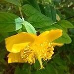 Hypericum kalmianum Flower