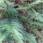 Dryopteris championii ഇല