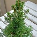 Picea glauca Frunză