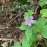 Geranium nodosumFlower