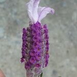 Lavandula stoechas Blüte