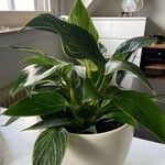 Calathea sanderianaLeaf