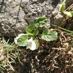 Stachys corsica Foglia