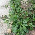 Scabiosa columbaria Leaf