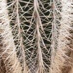 Pilosocereus chrysostele Hoja